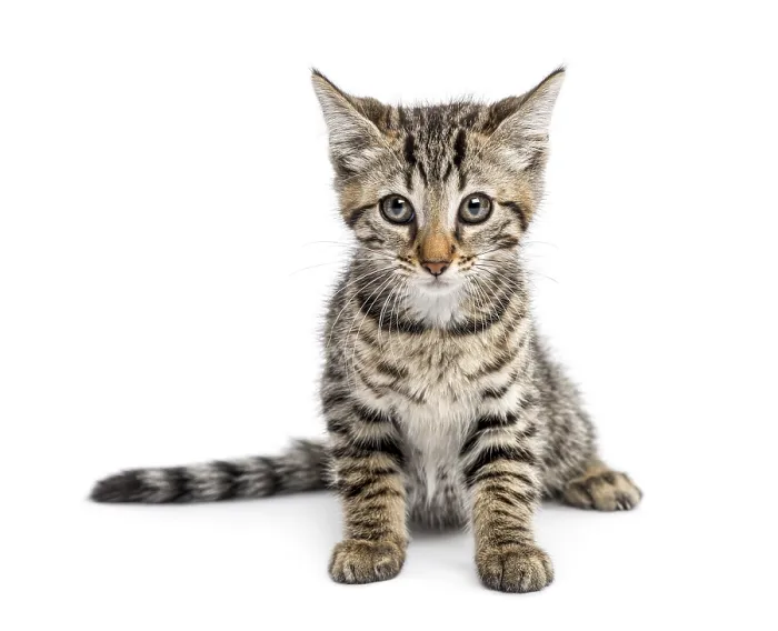 Framed Print : Kitten (2 months) sitting
