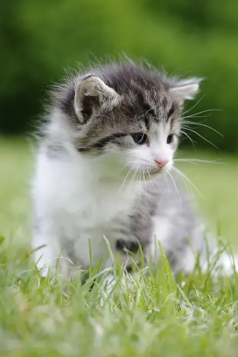 Framed Print : Kitten