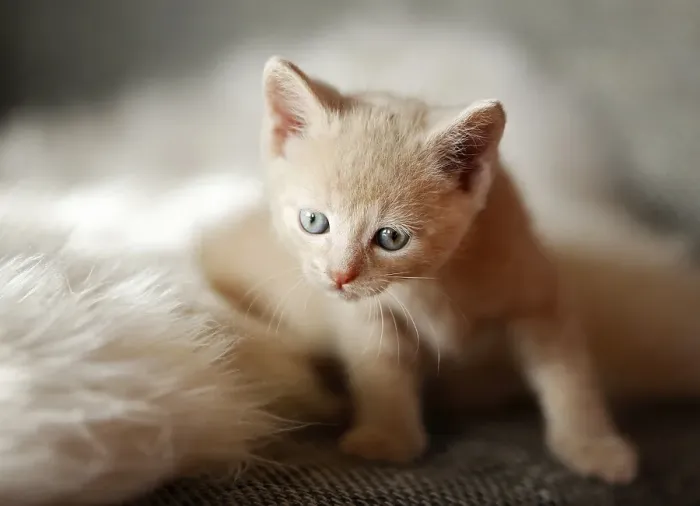 Framed Print : Kitten, 6 weeks, lying on a sofa