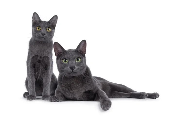 Framed Print : Kitten and adult Korat cat sitting and laying down beside each other