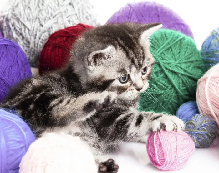 Framed Print : Kitten with balls of threads. little kitten on white background