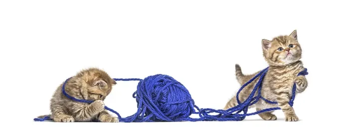Framed Print : Kitten British longhair and shorthair playing with a blue ball of wool