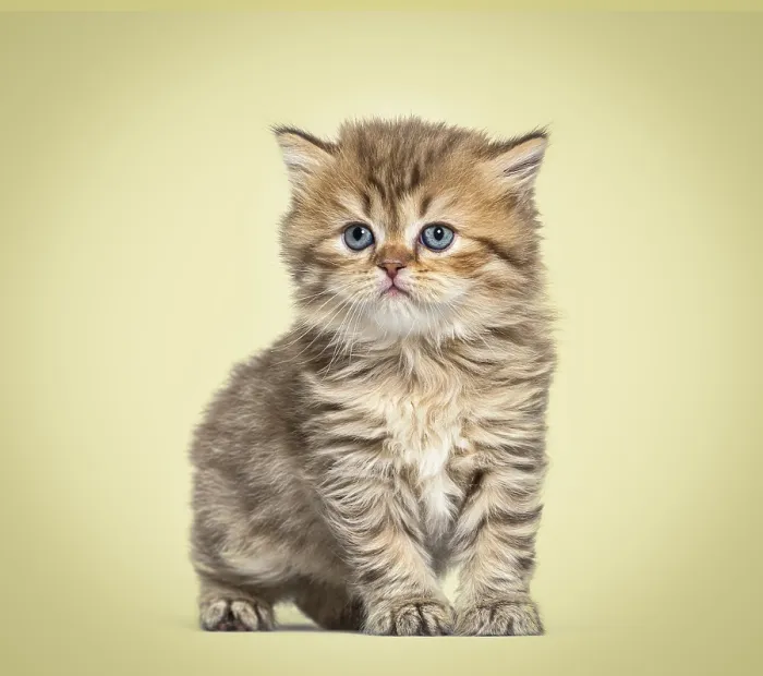 Framed Print : Kitten British longhair sitting, isolated on white Framed Print : Kitten British longhair sitting, isolated on white