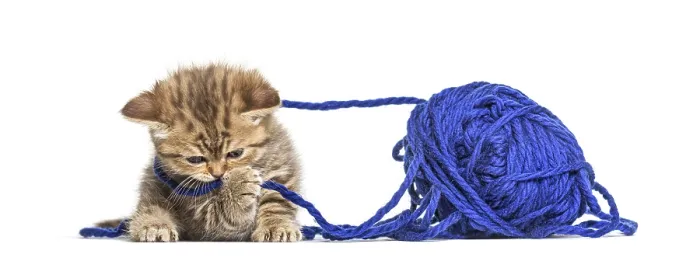 Framed Print : Kitten British Shorthair cat playing with a blue ball of wool