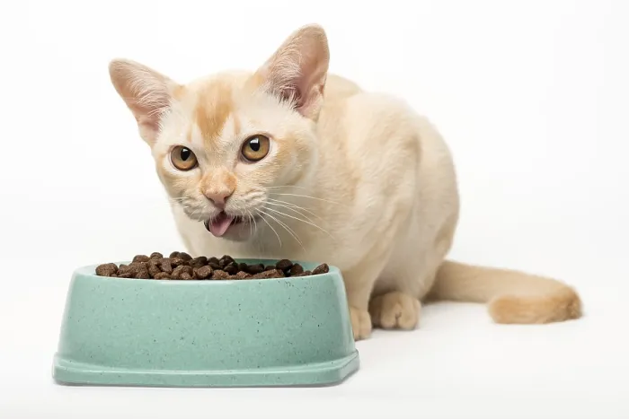 Framed Print : Kitten cream burmese eats dry food Framed Print : Kitten cream burmese eats dry food