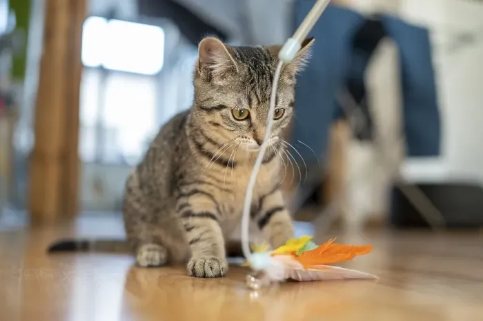 Framed Print : Kitten focussed on a feather toy on a wooden floor