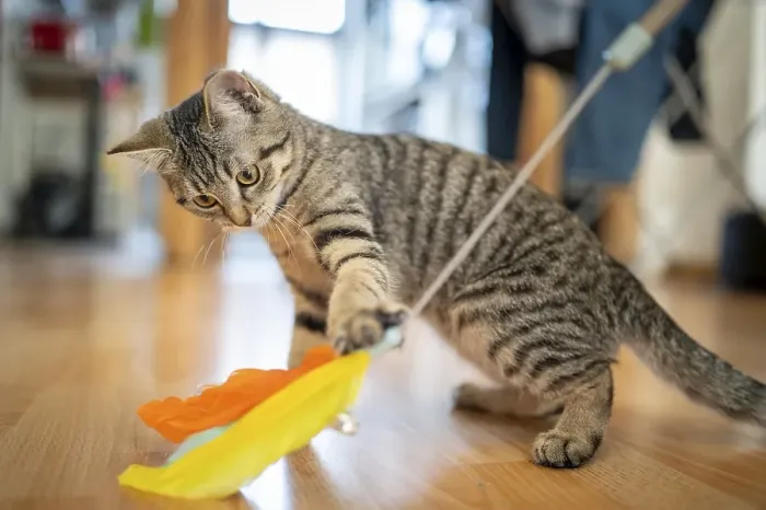 Framed Print : Kitten looking at a feather toy on a wooden floor