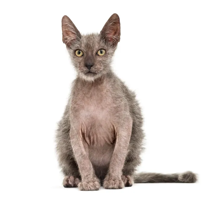 Framed Print : Kitten Lykoi cat, 3 months old Framed Print : Kitten Lykoi cat, 3 months old