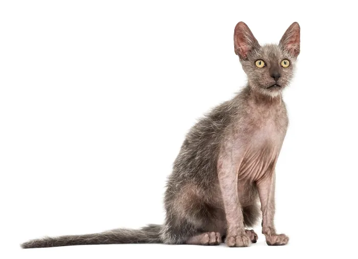 Framed Print : Kitten Lykoi cat, 3 months old Framed Print : Kitten Lykoi cat, 3 months old