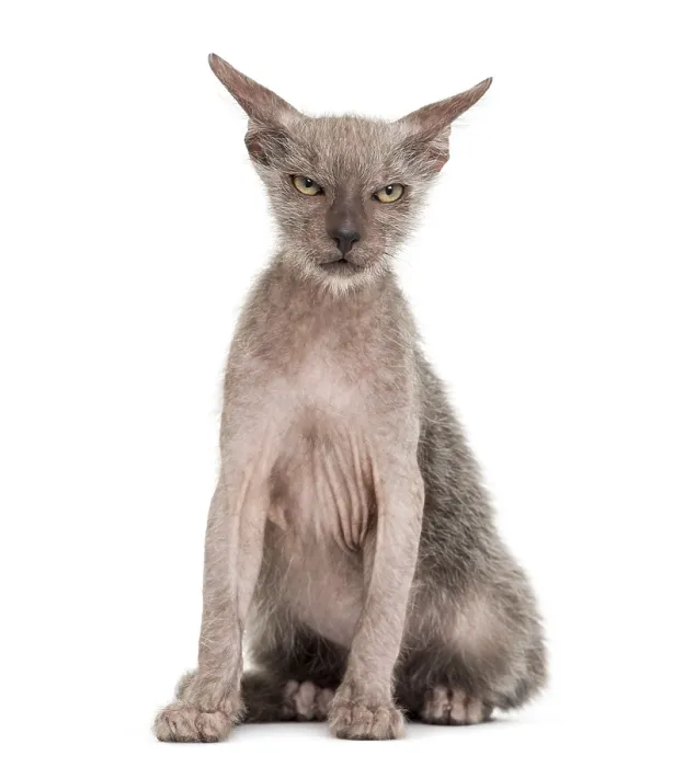 Framed Print : Kitten Lykoi cat, 3 months old