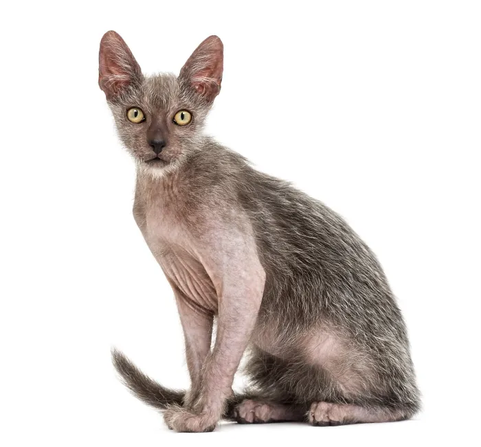 Framed Print : Kitten Lykoi cat, 3 months old