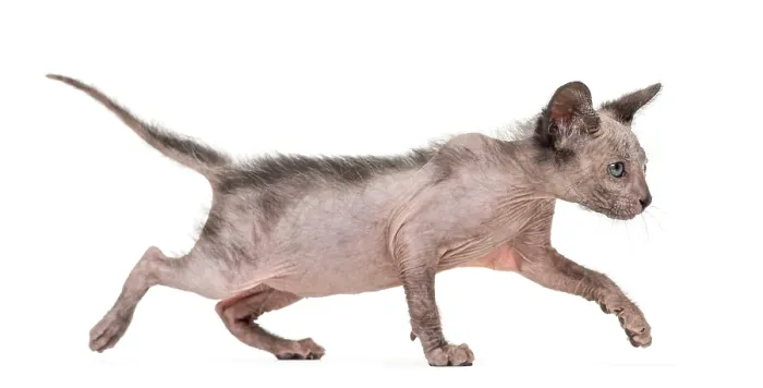 Framed Print : Kitten Lykoi cat, 7 weeks old, also called the Werewolf cat walking against white background