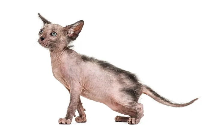 Framed Print : Kitten Lykoi cat, 7 weeks old, also called the Werewolf cat against white background Framed Print : Kitten Lykoi cat, 7 weeks old, also called the Werewolf cat against white background