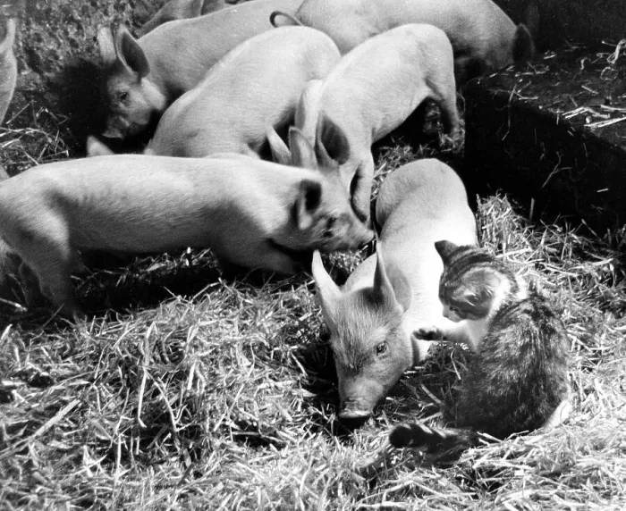 Framed Print : Kitten plays with piglets, England, Great Britain Framed Print : Kitten plays with piglets, England, Great Britain