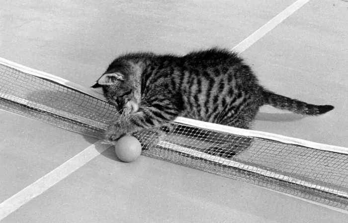 Framed Print : Kitten plays with table tennis ball, ca
