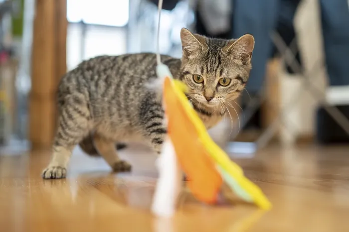 Framed Print : Kitten shows interest in a colourful feather toy Framed Print : Kitten shows interest in a colourful feather toy