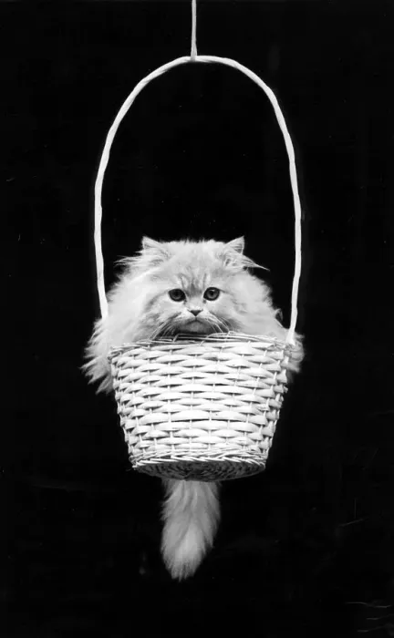 Framed Print : Kitten sitting in a basket, ca Framed Print : Kitten sitting in a basket, ca