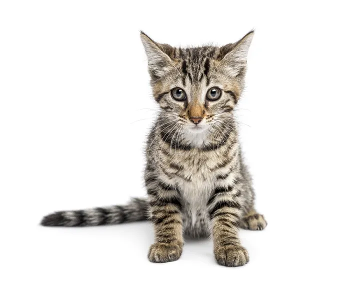 Framed Print : Kitten sitting in front of a white background