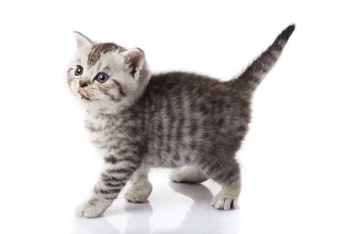 Framed Print : Kitten on a white background Framed Print : Kitten on a white background