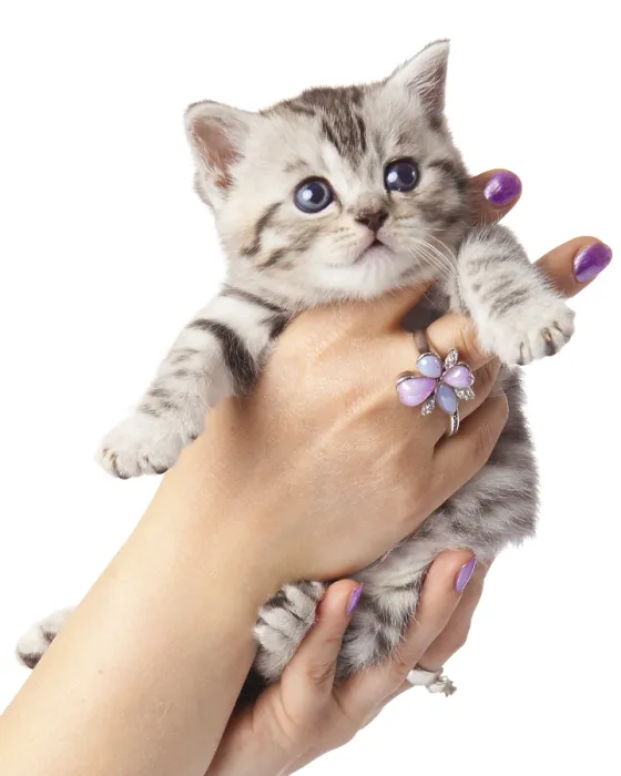 Framed Print : Kitten on a white background. Adorable young cat in woman hands
