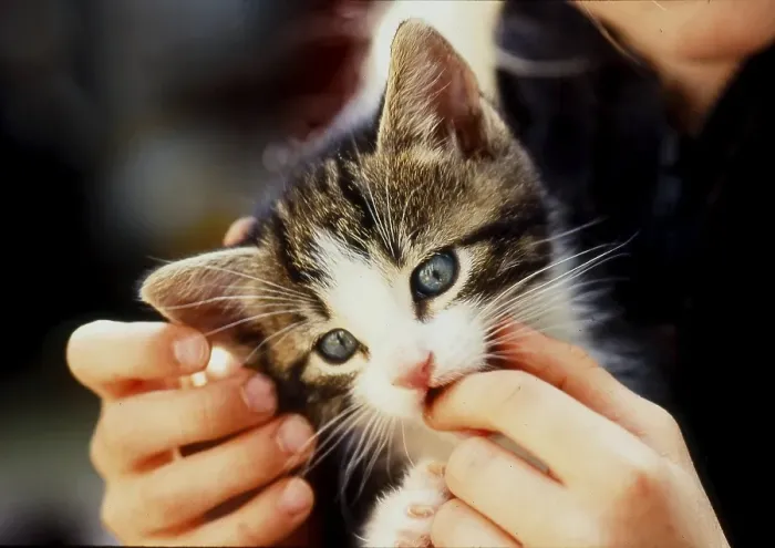 Framed Print : Kittens in the hands of children Framed Print : Kittens in the hands of children