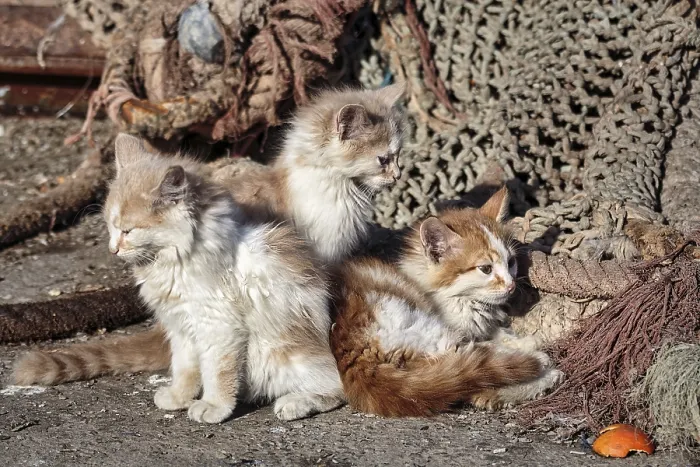 Framed Print : Three kittens, strays sitting in front of fishing nets in the harbour Framed Print : Three kittens, strays sitting in front of fishing nets in the harbour