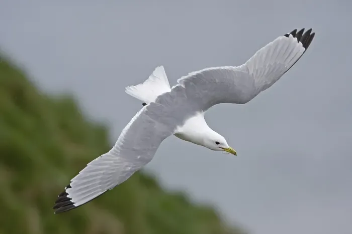 Framed Print : Kittiwake (Rissa tridactyla), adult Framed Print : Kittiwake (Rissa tridactyla), adult
