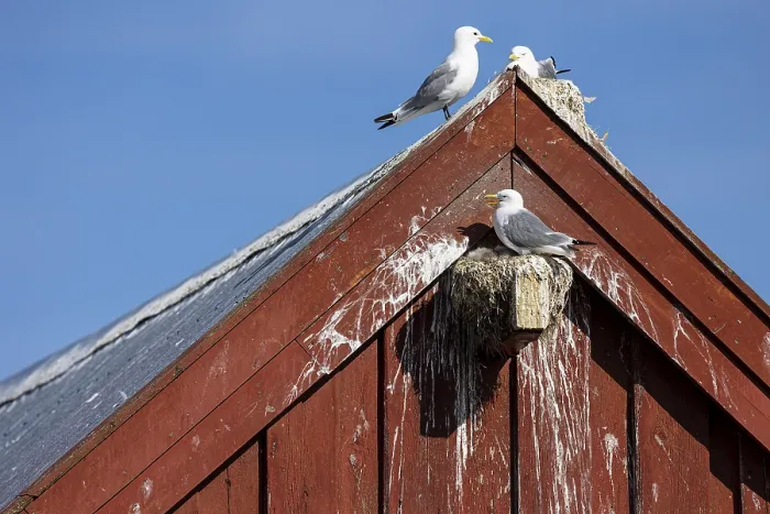 Framed Print : Kittiwake (Rissa tridactyla), adult bird panting with chicks on nest on house facade