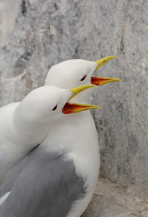 Framed Print : Kittiwake (Rissa tridactyla) adult breeding pair