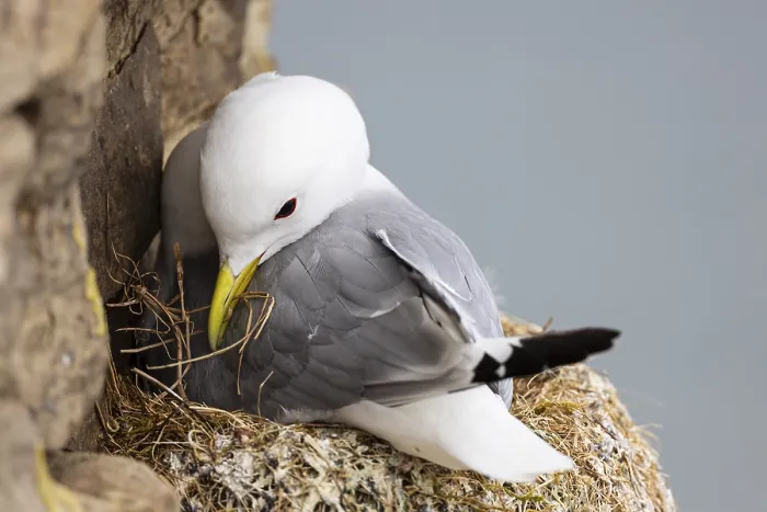 Framed Print : Kittiwake (Rissa tridactyla) building its nest