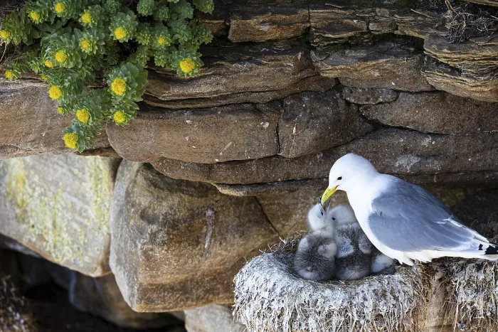 Framed Print : Kittiwake (Rissa tridactyla), chick on nest begging for food