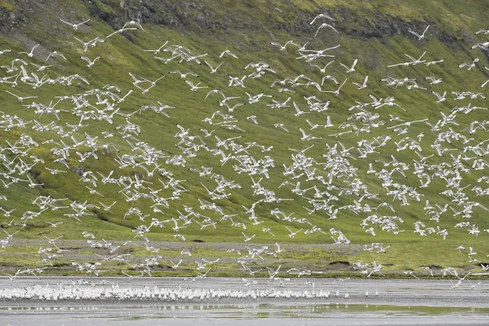 Framed Print : Kittiwakes (Rissa tridactyla) bathing in freshwater