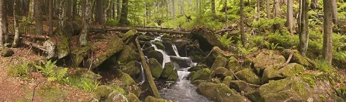 Framed Print : Kleine Ohe stream in the primeval forest Framed Print : Kleine Ohe stream in the primeval forest