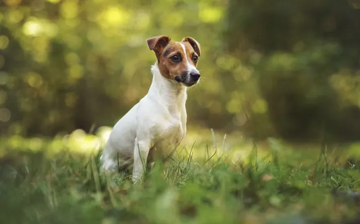 Framed Print : Kleiner Jack Russell Terrier sitzen auf Wiese im Herbst