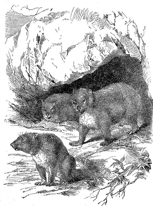 Framed Print : Klippschliefers, Procavia capensis