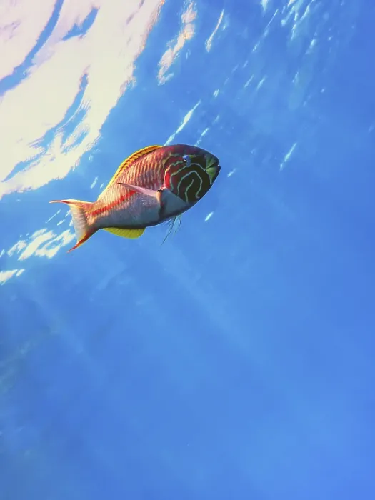 Framed Print : Klunzinger wrasse (Thalassoma rueppellii) Coral fish