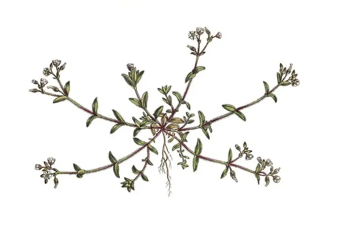 Framed Print : Knaeuel-Hornkraut (Cerastium) glomeratum Framed Print : Knaeuel-Hornkraut (Cerastium) glomeratum