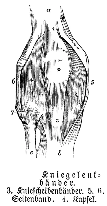 Framed Print : Knee joint, tendons, collateral ligament Framed Print : Knee joint, tendons, collateral ligament