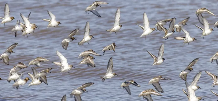 Framed Print : Knot (Calidris canutus) in flight on the coast Framed Print : Knot (Calidris canutus) in flight on the coast