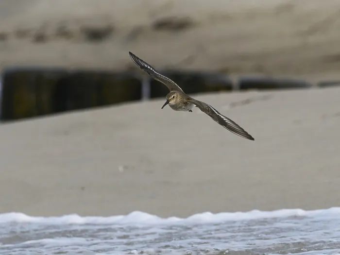 Framed Print : A knot in flight near the shore over the gentle waves of a beach