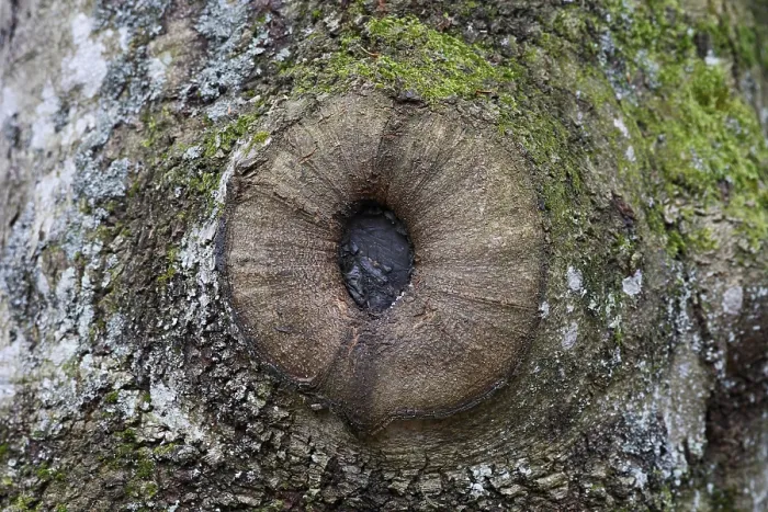 Framed Print : Knothole Framed Print : Knothole