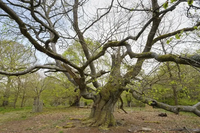 Framed Print : Knotty beech (Fagus), Hutewald Halloh Framed Print : Knotty beech (Fagus), Hutewald Halloh
