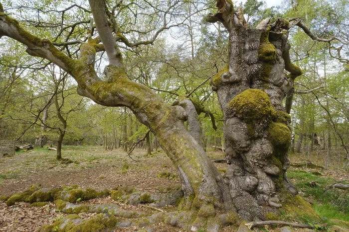 Framed Print : Knotty beech (Fagus), Hutewald Halloh Framed Print : Knotty beech (Fagus), Hutewald Halloh