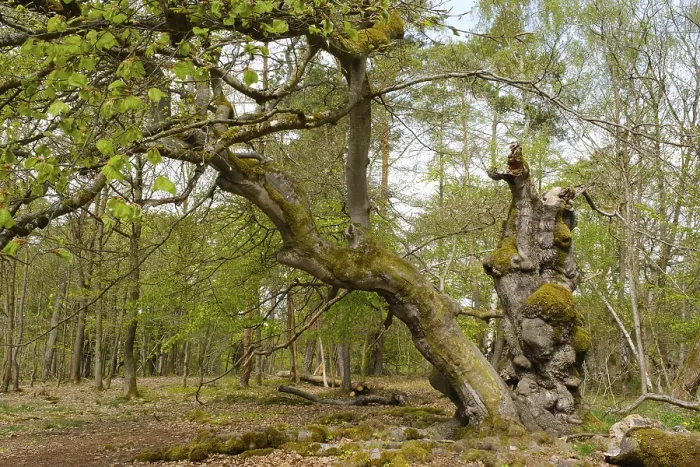 Framed Print : Knotty beech (Fagus), Hutewald Halloh