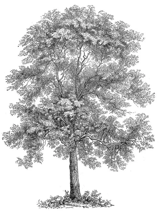 Framed Print : also known as Ash, European Ash or Common Ash (Fraxinus excelsior)