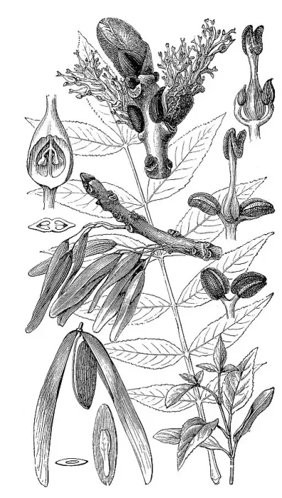 Framed Print : also known as Ash, European Ash or Common Ash (Fraxinus excelsior) Framed Print : also known as Ash, European Ash or Common Ash (Fraxinus excelsior)