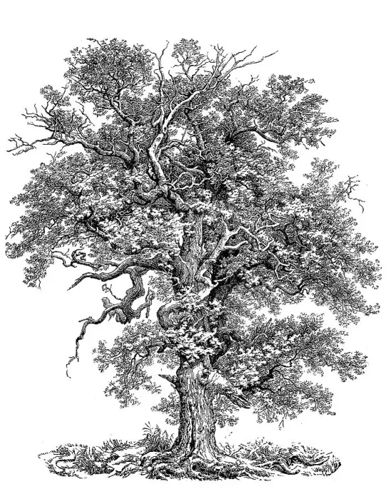 Framed Print : Known as English oak (Quercus robur)