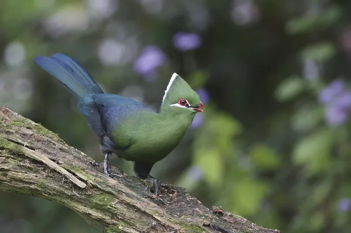 Framed Print : Knysna Turaco (Tauraco corythaix)