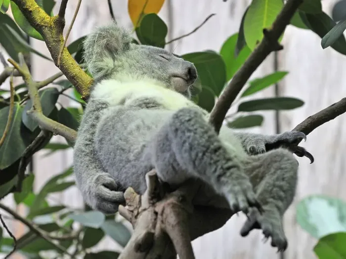 Framed Print : Koala bear