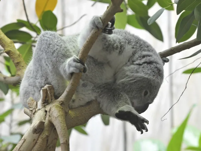 Framed Print : Koala bear (Phascolarctos cinereus)